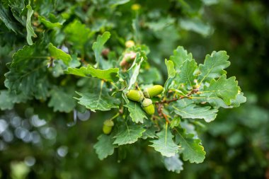 Young green acorns on a tree Oak. Oak fruit with fresh leaves in the park.