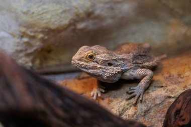 A bearded dragon is perched on a rock surrounded by natural elements, observing its environment with keen interest under soft lighting. clipart