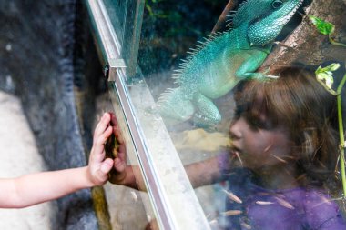 Bir çocuk elini akvaryum camına koyar, yukarıdaki canlı bir Çin su ejderhası Physignathus cocincinus 'a bakar, balıklar yakınlarda yüzerken, vahşi yaşamı eğlenceli bir şekilde keşfederken,.