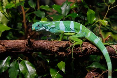 Lau bantlı iguana, Brachylophus fasciatus ahşap bir dalda dinleniyor, canlı bir yağmur ormanında çevreleyen tropikal yapraklarla kusursuz bir şekilde harmanlanıyor..