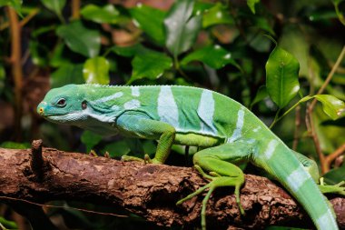 Canlı yeşil bir iguana, güneş ışığında yaprakların doğal bir tropikal çevre oluşturduğu sağlam bir dalın üzerinde dinleniyor. İguananın renkleri yeşillikle çok güzel tezat oluşturuyor..