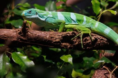 Çarpıcı mavi ve beyaz işaretleri olan canlı bir yeşil kertenkele, tropikal bir çevrede yemyeşil yapraklardan oluşan bir zemin üzerine kurulmuş ahşap bir dala tünemiştir..