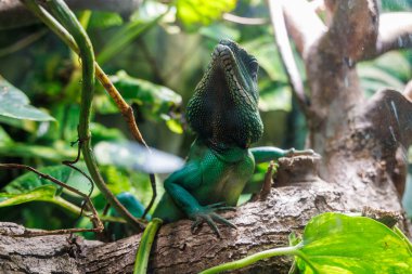 Çin su ejderhası Physignathus cocincinus kalın bir dala tüneyerek tropikal çevresiyle harmanlanır. Güneş ışığı yaprakların arasından süzülerek parlak renkleri vurgular..