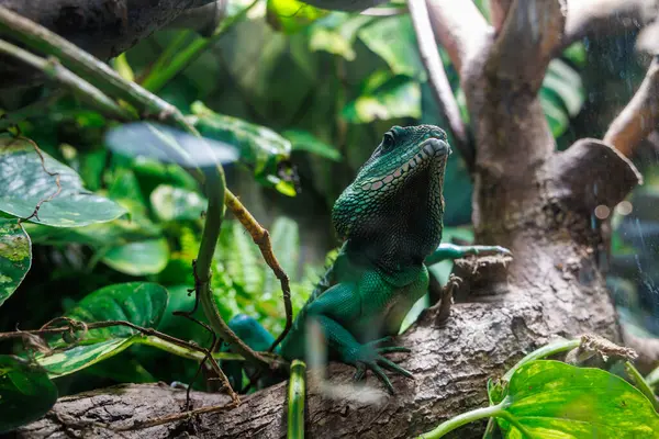 Çin su ejderhası Physignathus cocincinus zengin ve tropikal bitkilerle çevrili kalın bir dalda oturur. Bu canlı yaşam alanı, güneşin aydınlattığı ortamda doğanın güzelliğini gözler önüne seriyor..