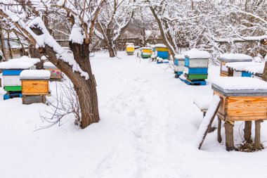 Arı kovanları karlı bir arka bahçeye yerleşmiş, beyaz manzaraya karşı canlı renkler sergiliyor, taze kar içinde kıvrılan bir patika.