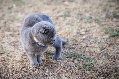 Sarı yakalı gri kedi güneşli bir günde parkta yürüyor..