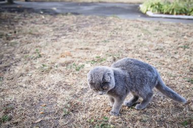 Bahçedeki çimlerin üzerinde yürüyen gri kedi, evcil hayvan kavramı.