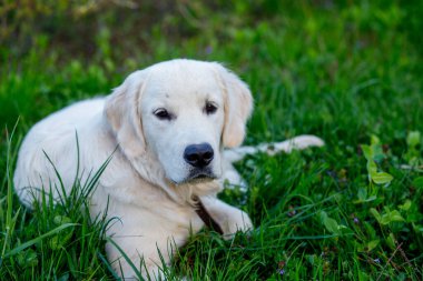 Golden retriever köpeği yemyeşil çimlerde rahat bir şekilde uzanır ve güzel bir bahar gününde güneşin tadını çıkarır. Yumuşak kürkü, canlı çevreyle harmanlanır ve sakin bir atmosfer yaratır..