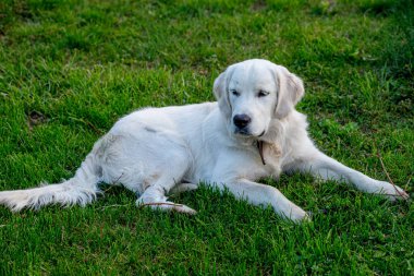 Sakin beyaz bir köpek canlı yeşil çimenlerin üzerinde dinlenir, güneş ışığında sırılsıklam olur. Sakin açık hava, köpeğin rahat tavırlarını vurgulayarak huzurlu bir atmosfer yaratıyor..