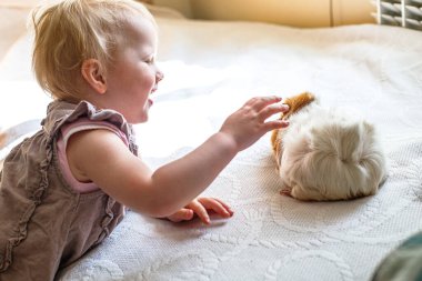 Mutlu bir çocuk sıcak bir öğleden sonra yumuşak beyaz bir battaniyenin üzerinde dinlenen tüylü bir kobayı okşamak için uzanır. Güneş ışığı odayı doldurur, neşeli bir atmosfer yaratır..