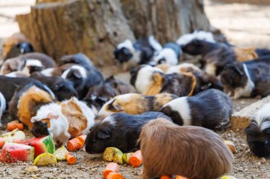 Bir grup kobay, kırsal bir araziyle çevrili yerde taze sebze arıyor. Birlikte keşfederlerken neşeli varlıkları güneşli çevreye neşe katıyor..