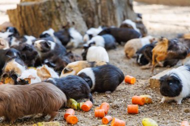 Yumuşak toprak ve ahşap odunlarla dolu güneşli, doğal bir ortamda havuç ve karpuz da dahil olmak üzere çeşitli taze sebzeleri seve seve yiyen sayısız kobay faresi..