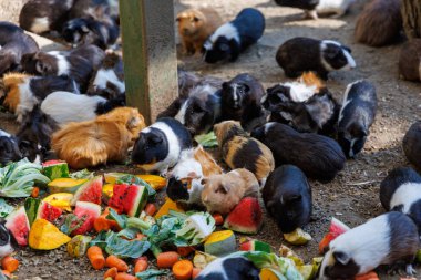 Büyük bir kobay grubu, güneşli bir açık hava ortamının altında canlı bir taze meyve ve sebze dağılımı etrafında toplanıyor. Mutlulukla çeşitli sağlıklı yiyecek seçeneklerini yiyorlar..