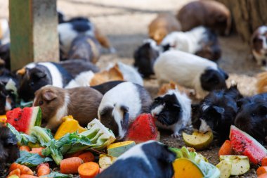 Taze sebze ve meyve çeşitlerini hevesle yiyen çeşitli renklerden kobay fareleriyle dolu canlı bir açık hava. Aydınlık ve davetkar bir ortam. Mutlu hayvanlar için mükemmel..