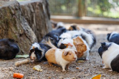 Bir grup kobay evcil hayvan bakım ortamında havuç ve çeşitli sebzeleri mideye indiriyor. Oyuncu etkileşimleri beslenme alışkanlıklarını ve arkadaşlıklarını gözler önüne seriyor.