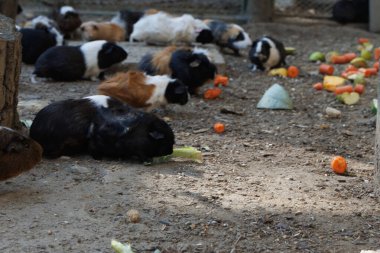 Bir kaç kobay, evcil hayvan bakım tesisinde bir kütüğün yakınındaki çevrelerini araştırıyor. Hayvanlar güvenli bir açık hava ortamında etkin bir şekilde birbirleri ile iletişim halindeler..