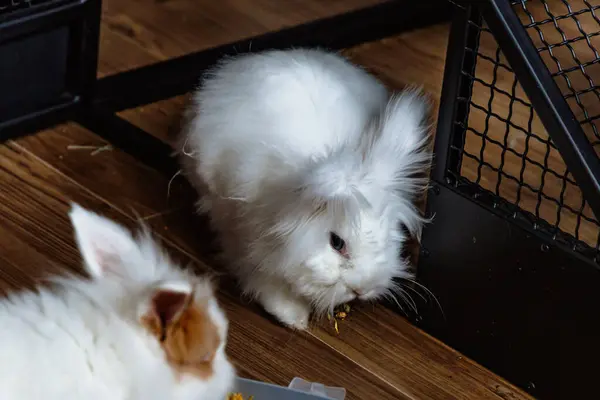 stock image A pair of adorable fluffy rabbits are happily nibbling on food inside a spacious indoor enclosure. One rabbit is white and fluffy, while the other has a mix of colors, adding charm to the scene.