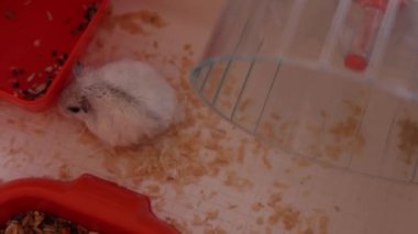 Yiyecek aramak için kafesin etrafında koşan hamster ilginç bir şekilde etrafındaki küçük beyaz hamsterın hareket ettiği görülüyor. Dağınık tohumlar ve yatak örtüleri arasında gezinir.