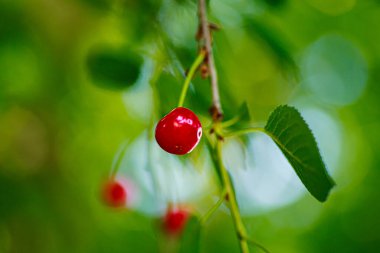 Ağaç dalında olgun kırmızı kirazlar. Yeşil yapraklı parlak böğürtlen. Yaprakların arasında güneşin parlaklığı. Yaz ve sonbahar çilek hasadı.