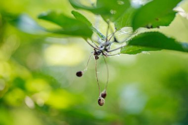 Ağaçta kiraz meyveleri tarafından yenen kuşlar. Dallarda kurumuş kiraz. Kayıp hasat meyveleri.