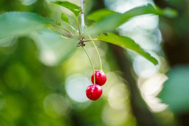 Ağaç dalında olgun kırmızı kirazlar. Yeşil yapraklı parlak böğürtlen. Yaprakların arasında güneşin parlaklığı. Yaz ve sonbahar çilek hasadı.