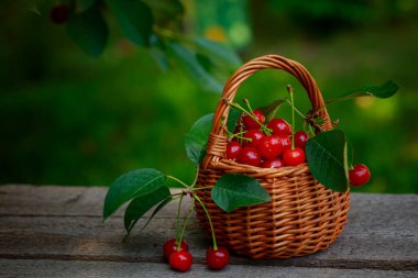 Ağacın yaprakları ve kesikleriyle bahçedeki ahşap masada toplanmış kiraz meyveleriyle dolu bir sepet. Ülkede böğürtlen hasadı ve endüstriyel ölçekte.