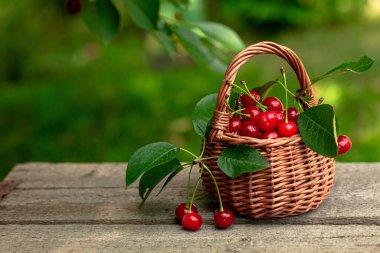 Wicker sepetinde taze kiraz böğürtleni. Böğürtlenli. Tahta zeminde taze kırmızı kiraz meyveleri. Bahçede tatlı kirazlar..