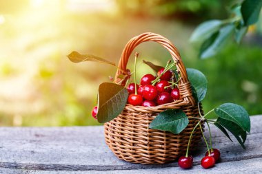 Hasır sepet tahta masa. Güneş ışığında sepetten bir demet kiraz düştü. Seçici odaklanma. Boşluğu kopyala