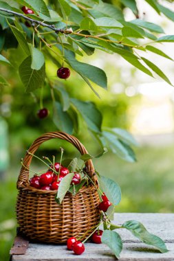 Ağacın yaprakları ve kesikleriyle bahçedeki ahşap masada toplanmış kiraz meyveleriyle dolu bir sepet. Ülkede böğürtlen hasadı ve endüstriyel ölçekte.