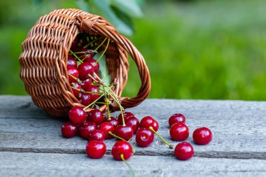Ağacın yaprakları ve kesikleriyle bahçedeki ahşap masada toplanmış kiraz meyveleriyle dolu bir sepet. Ülkede böğürtlen hasadı ve endüstriyel ölçekte.