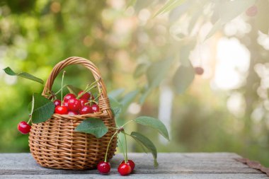 Sepetten kirazlar döküldü. Böğürtlenler arka planda yeşil çimenlerin üzerinde tahta bir kutunun üzerinde yatar. Ev yapımı reçel için böğürtlen toplamak, kış için hazırlıklar, don. Boşluğu kopyala