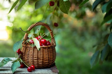 Sepetten kirazlar döküldü. Böğürtlenler arka planda yeşil çimenlerin üzerinde tahta bir kutunun üzerinde yatar. Ev yapımı reçel için böğürtlen toplamak, kış için hazırlıklar, don. Boşluğu kopyala