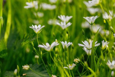 St. John 's Marihuanası, canlı sarı çiçekleri, uzun zamandır doğal ruh hali desteği ve cilt tedavisi için kullanılıyor..