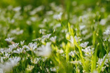 Papatya çiçekleri vahşi doğada gelişiyor. Sakinleştirici ve iltihap önleyici etkileriyle meşhurlar..