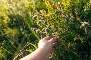 Canlı yeşil bir çayırda yetişen Aromatik yaz lezzeti, baharat ve doğal çareler için yaygın olarak kullanılır..