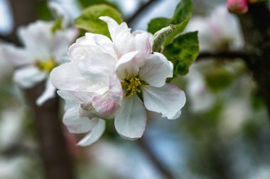 Çiçekli elma dalı vızıldayan bir arı ile bahar doğasının güzelliğini yakalıyor..