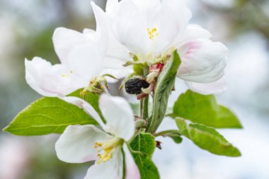 Bir elma kümesi güpegündüz uçuşan bir bal arısıyla çiçek açar, nektar arar..