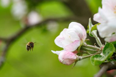 Elma ağacı çiçeklerindeki kıllı bir böceğin makro görüntüsü doğadaki tozlaşmayı sembolize ediyor..