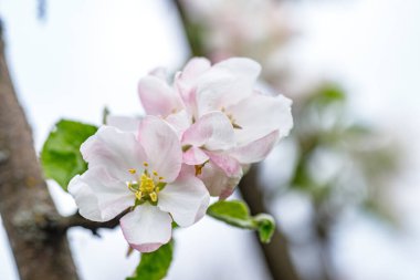 Bahar zamanı elma tomurcuklanır çiçekleri dölleyen bir bal arısıyla.