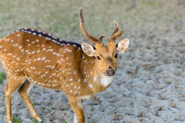 Tomurcuklanan boynuzları olan genç bir geyik, gün ortası güneşinin altında seyrek yeşilliklerle çevrili, kumlu bir arazide duruyor. Benekli ceketi parıldıyor, vahşi güzelliğini ve şakacı tavırlarını sergiliyor..  