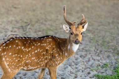 Tomurcuklanan boynuzları olan genç bir geyik, gün ortası güneşinin altında seyrek yeşilliklerle çevrili, kumlu bir arazide duruyor. Benekli ceketi parıldıyor, vahşi güzelliğini ve şakacı tavırlarını sergiliyor..   