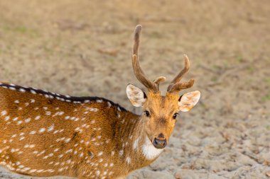 Zarif bir geyik güneşli bir çayırda yürüyor.