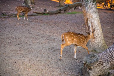 Zarif bir geyik güneşli bir çayırda yürüyor.
