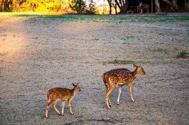 Bir grup geyik açık bir arazide huzur içinde otluyor ve doğaya karışıyor..