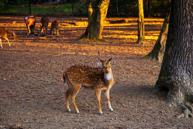 Bir grup geyik açık bir arazide huzur içinde otluyor ve doğaya karışıyor..