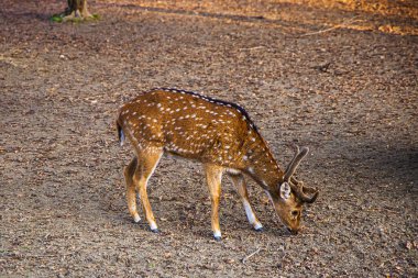 Zarif bir geyik güneşli bir çayırda yürüyor.