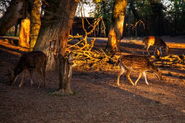 Bir grup geyik açık bir arazide huzur içinde otluyor ve doğaya karışıyor.. 