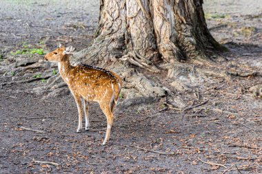 Zarif bir geyik güneşli bir çayırda yürüyor.