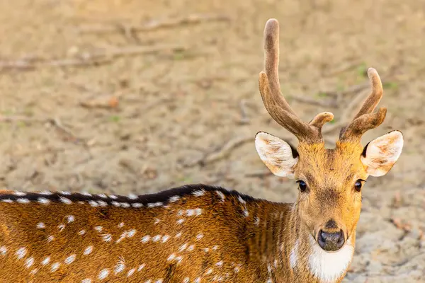 Zarif bir geyik güneşli bir çayırda yürüyor.