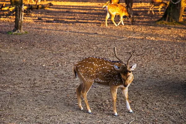 Görkemli bir geyik, ağaçların arasından süzülen altın ışığa bakıyor..